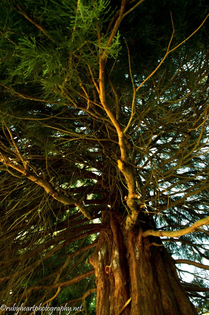 Redwood Tree3