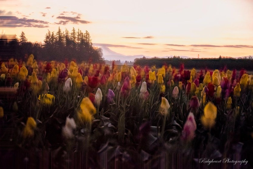 2016-04-04-08.54.31 ZS PMax ps-2