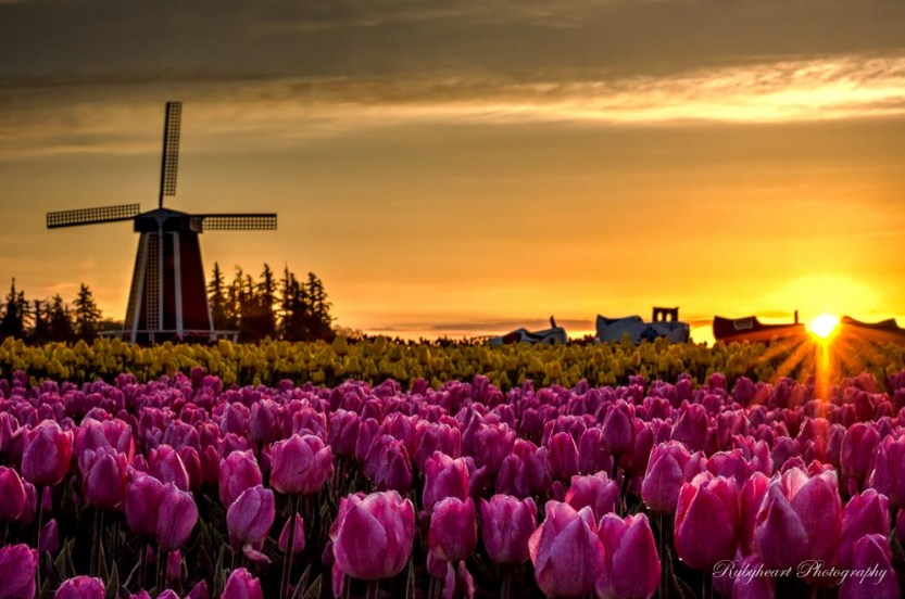 DSC_8043_4_5_6_7_Enhanced 2c