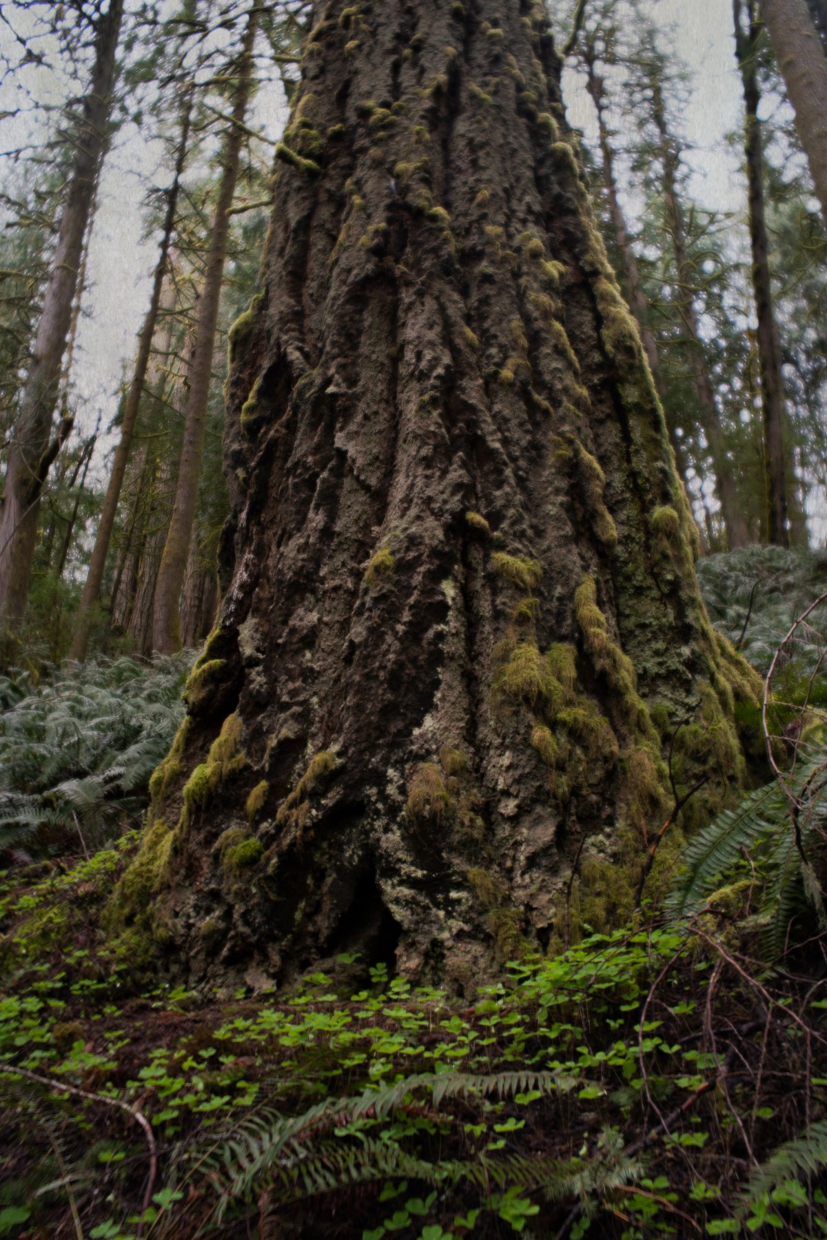 Ancient Forest and&nbsp;Spirits